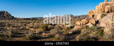 Sonnenaufgang am Boy Scout Trail. Joshua Tree National Park, Kalifornien, USA an einem wunderschönen Frühlingstag. Stockfoto