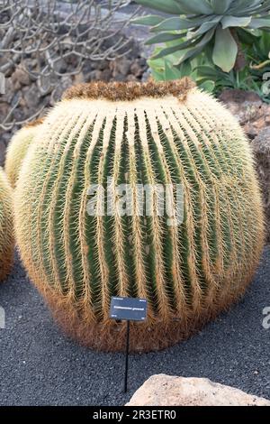 Echinocactus grusonii, gemeinhin als Schwiegermutter-Sitz, goldener Ball, goldenes Fass oder Igelkaktus bezeichnet, gehört zur Familie des Kalottenkarzinoms Stockfoto