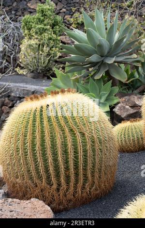 Echinocactus grusonii, gemeinhin als Schwiegermutter-Sitz, goldener Ball, goldenes Fass oder Igelkaktus bezeichnet, gehört zur Familie des Kalottenkarzinoms Stockfoto