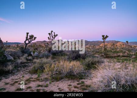 Sonnenaufgang am Boy Scout Trail. Joshua Tree National Park, Kalifornien, USA an einem wunderschönen Frühlingstag. Stockfoto