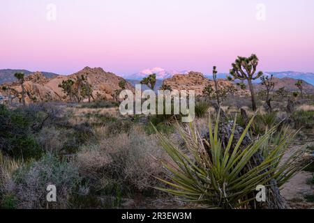 Sonnenaufgang am Boy Scout Trail. Joshua Tree National Park, Kalifornien, USA an einem wunderschönen Frühlingstag mit Mt. San Jacinto im Hintergrund. Stockfoto