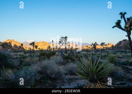 Sonnenaufgang am Boy Scout Trail. Joshua Tree National Park, Kalifornien, USA an einem wunderschönen Frühlingstag mit Mt. San Jacinto im Hintergrund. Stockfoto