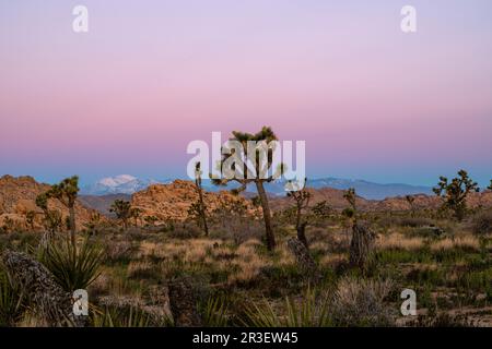 Sonnenaufgang am Boy Scout Trail. Joshua Tree National Park, Kalifornien, USA an einem wunderschönen Frühlingstag mit Mt. San Jacinto im Hintergrund. Stockfoto