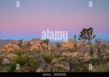 Sonnenaufgang am Boy Scout Trail. Joshua Tree National Park, Kalifornien, USA an einem wunderschönen Frühlingstag mit Mt. San Jacinto im Hintergrund. Stockfoto