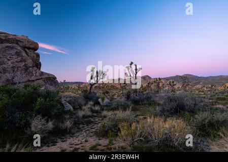 Sonnenaufgang am Boy Scout Trail. Joshua Tree National Park, Kalifornien, USA an einem wunderschönen Frühlingstag. Stockfoto