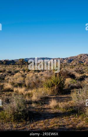 Sonnenaufgang am Boy Scout Trail. Joshua Tree National Park, Kalifornien, USA an einem wunderschönen Frühlingstag. Stockfoto