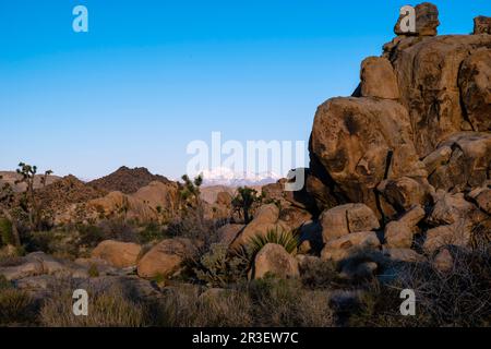 Sonnenaufgang am Boy Scout Trail. Joshua Tree National Park, Kalifornien, USA an einem wunderschönen Frühlingstag mit Mt. San Jacinto im Hintergrund. Stockfoto