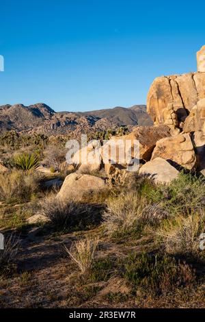 Sonnenaufgang am Boy Scout Trail. Joshua Tree National Park, Kalifornien, USA an einem wunderschönen Frühlingstag. Stockfoto