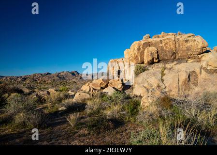 Sonnenaufgang am Boy Scout Trail. Joshua Tree National Park, Kalifornien, USA an einem wunderschönen Frühlingstag. Stockfoto