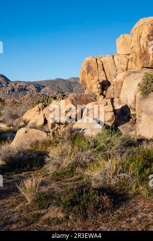 Sonnenaufgang am Boy Scout Trail. Joshua Tree National Park, Kalifornien, USA an einem wunderschönen Frühlingstag. Stockfoto