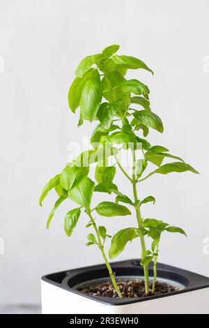 Grünes Basilikum in einem weißen Würfeltopf. Eine Topfbasilikum. Küchen Kräuterpflanzen. Gemischte grüne frische aromatische Kräuter - in Töpfen. Aromatisch Stockfoto