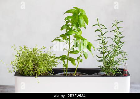 Kräuterpflanzen in der Küche. Gemischte grüne frische aromatische Kräuter - Thymian, Basilikum, Rosmarin in Töpfen. Aromatische Gewürze wachsen zu Hause. Stockfoto