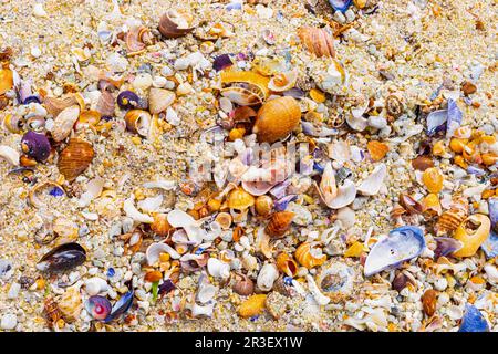 Blick von oben auf angeschwemmte und zerbrochene Muscheln am Sandstrand Stockfoto