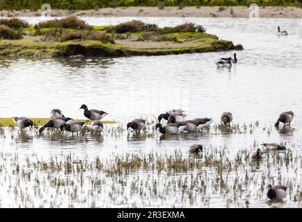 Brent Geese (Light-Bull) Futterpflanzen auf North Bull Island, Dublin, Irland. Winterzugvögel aus dem hohen arktischen Kanada „Branta bernicla hrota“ Stockfoto