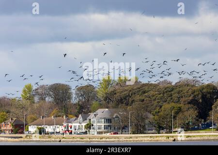 Der leichte Brent Geese „Branta bernicla hrota“ fliegt in der Nähe von Bull Island und St. Annes Park. Wintermigrant Brant Goose im Flug. Dublin, Irland Stockfoto