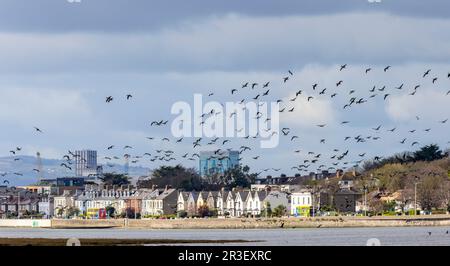 Der leichte Brent Geese „Branta bernicla hrota“ fliegt in der Nähe von Bull Island und St. Annes Park. Wintermigrant Brant Goose im Flug. Dublin, Irland Stockfoto