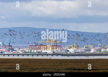 Der leichte Brent Gese „Branta bernicla hrota“ fliegt über den Hafen von Dublin in der Nähe von North Bull Island. Große Herde Wintermigrant Brant Goose. Irland Stockfoto