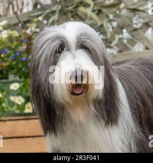 Bearded collie Stockfoto