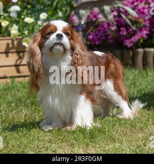 Cavalier King Charles Spaniel Stockfoto