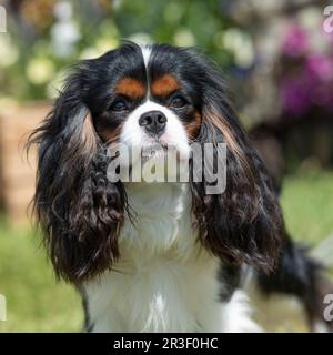 kavalier König Karl Spaniel Stockfoto