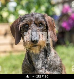 Rauhaar Dackel Stockfoto