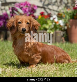 Langhaarige Dackel Stockfoto
