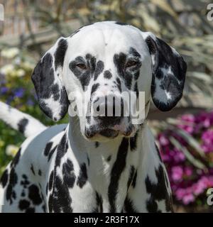 Dalmatiner Stockfoto