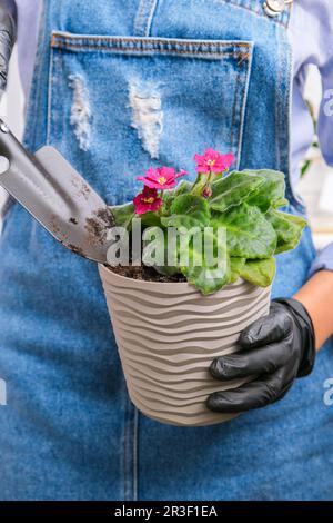 Gärtnerin, Hände, Violett in einem Topf. Konzept der Heimgärtnerei und der Blumenpflanzung im Topf. Saintpaulia vi Stockfoto