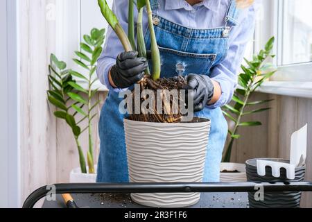 Gärtnerin pflanzt Zimmerpflanzen und benutzt eine Schaufel auf dem Tisch. Zamioculcas-Konzept der Pflanzenpflege und des Heimgartens. Feder p Stockfoto