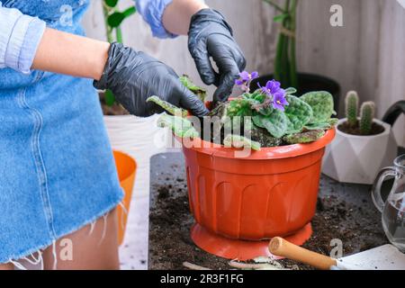 Gärtnerin, Hände, Violett in einem Topf. Konzept der Heimgärtnerei und der Blumenpflanzung im Topf. Saintpaulia vi Stockfoto