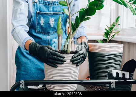 Gärtnerin pflanzt Zimmerpflanzen und benutzt eine Schaufel auf dem Tisch. Zamioculcas-Konzept der Pflanzenpflege und des Heimgartens. Feder p Stockfoto