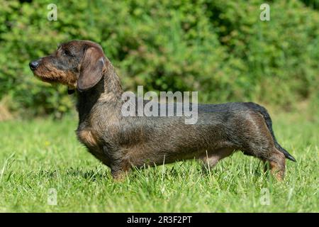 Drahthaar Zwergdackel Stockfoto