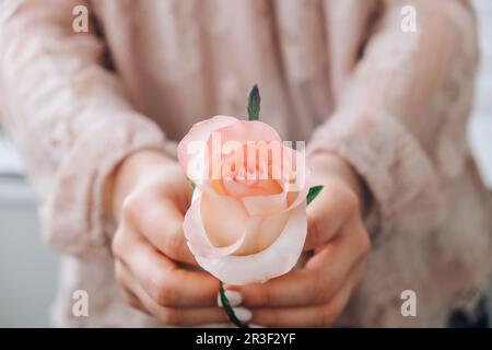 Weibliche Hand in rosafarbener Bluse mit zarter rosafarbener Rose. Minimale trendige Komposition. Abstrakte Kunstidee. Romantische pastellrosa Rosenfarbe Stockfoto