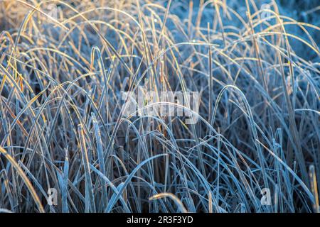 Frostblätter aus Busch. Kalter Sonnenaufgang im Winter in Extremadura, Spanien Stockfoto