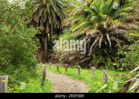 Ein alter Palmenwald an einer der Südküsten von Kreta, Griechenland Stockfoto