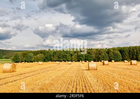 Feld mit Strohrollen in Harz Stockfoto