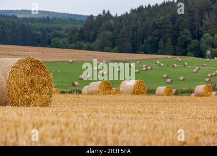 Feld mit Strohrollen in Harz Stockfoto