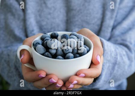 Eine Frau, die eine Schüssel mit gefrorenen Heidelbeeren hält. Erntekonzept. Weibliche Hände sammeln Beeren. Konzept der gesunden Ernährung. St Stockfoto