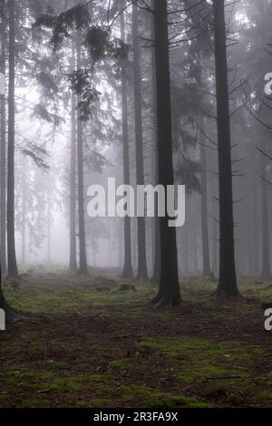 Nach Regen kommt der Wolkenwald in der Eifel Stockfoto