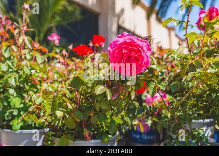 Verschiedene Pflanzen und Blumen zum Verkauf in einer Gartenschule. Rosen in Blumentöpfen aus der Nähe Stockfoto