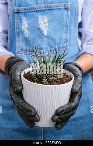 Nahaufnahme eines weiblichen Handtransplantats. Hausgarten-Konzept. Gartengeräte. Gärtnerarbeitsplatz. Erde in einem bucke Stockfoto