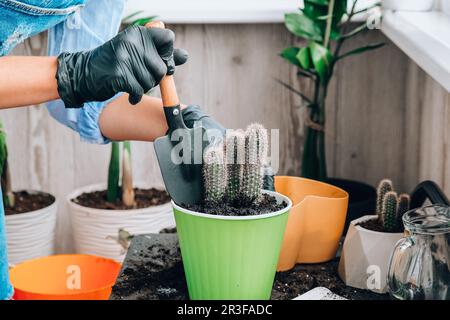 Nahaufnahme eines weiblichen Handtransplantationskaktus. Hausgarten-Konzept. Gartengeräte. Gärtnerarbeitsplatz. Erde in einem Eimer. Stockfoto