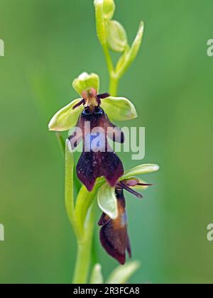 Winzige Blume der Fly Orchid (Orchis insectifera) auf Blumenspitze in Cumbria, England, Großbritannien Stockfoto