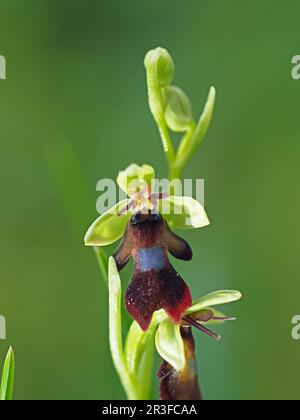 Winzige Blume der Fly Orchid (Orchis insectifera) auf Blumenspitze in Cumbria, England, Großbritannien Stockfoto