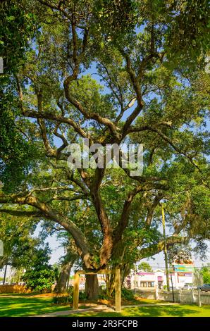 Eine lebende südliche Eiche (Quercus virginiana) wird von einer Holzstrebe in der Handsboro Presbyterian Church in Gulfport, Mississippi, getragen. Stockfoto