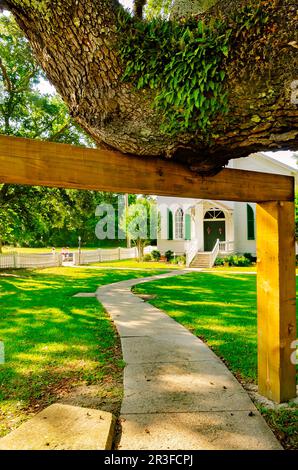 Eine lebende südliche Eiche (Quercus virginiana) wird von einer Holzstrebe in der Handsboro Presbyterian Church in Gulfport, Mississippi, getragen. Stockfoto