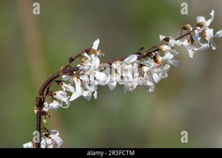 Abeliophyllum distichum, weiße Forsythie Stockfoto