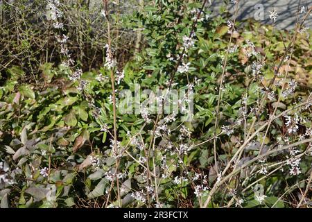 Abeliophyllum distichum, weiße Forsythie Stockfoto