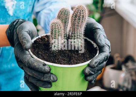 Nahaufnahme eines weiblichen Handtransplantationskaktus. Hausgarten-Konzept. Gartengeräte. Gärtnerarbeitsplatz. Erde in einem Eimer. Stockfoto