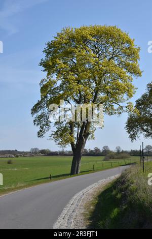 Acer im Frühling Stockfoto